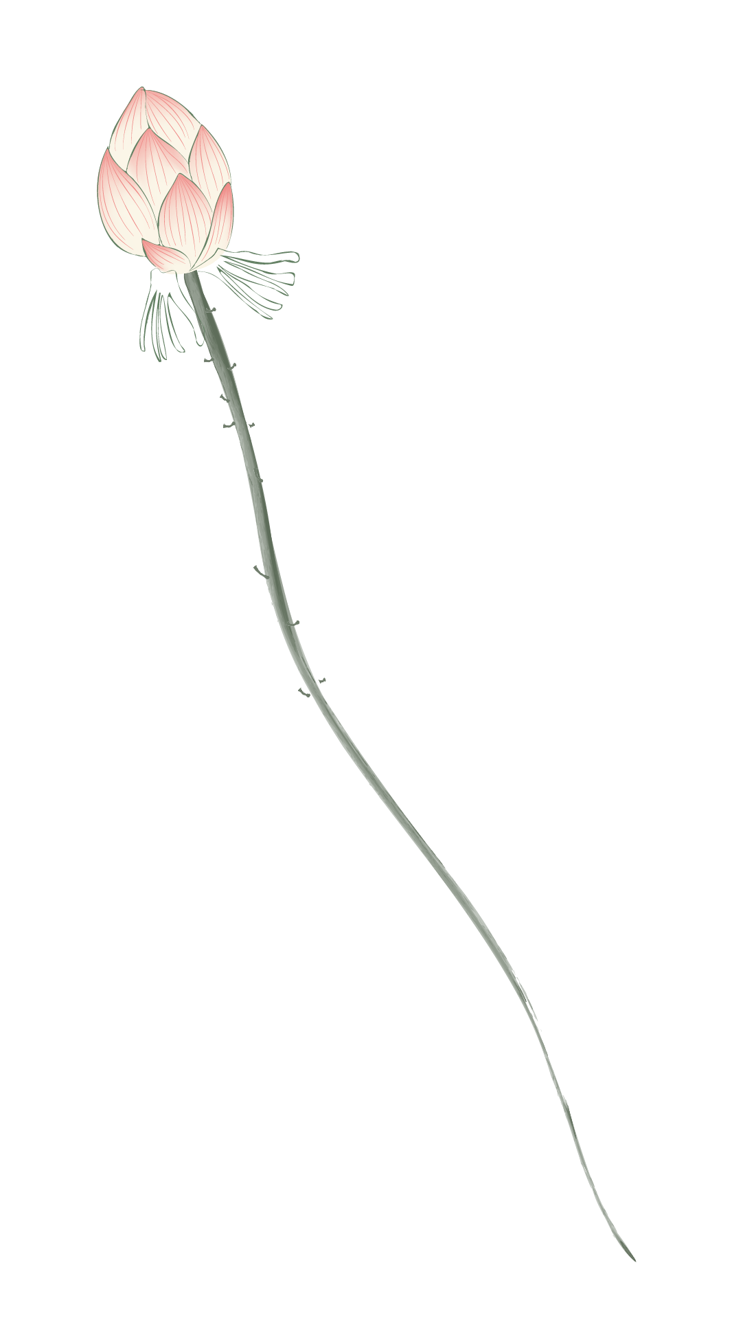 hoa sen