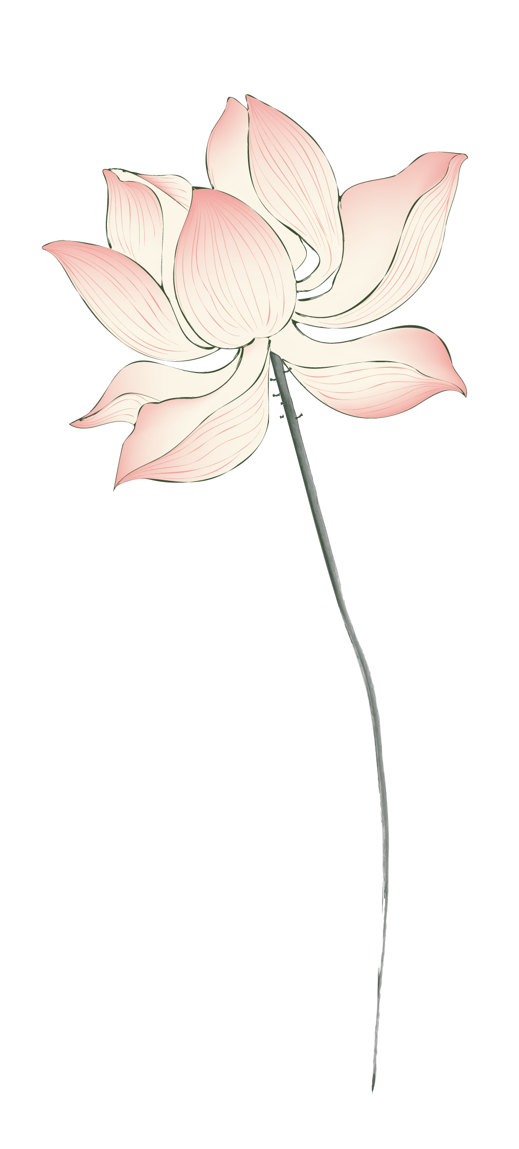 hoa sen